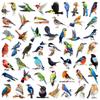 50 Colorful Bird Graffiti Stickers for Phone Cases, Guitars, Tablets, Laptops – Waterproof PVC