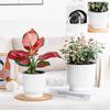 Lazy Self Watering Plastic Flower Pot Double Layer Hydroponics Green Plants Bonsai Pot Vases Succulent Potted Home Office Decor