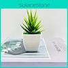 Vera Simulated Aloe Acorus Tatarinowii Succulent Plants For Decoration Indoor