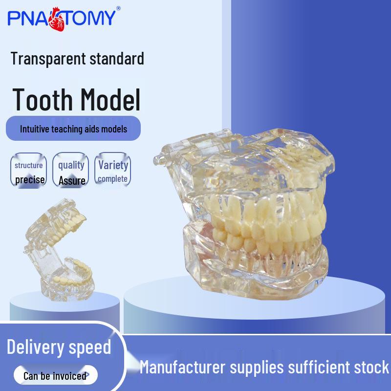 PNT-OR14 Transparent Standard 28-Tooth Dental Teaching Model Resin