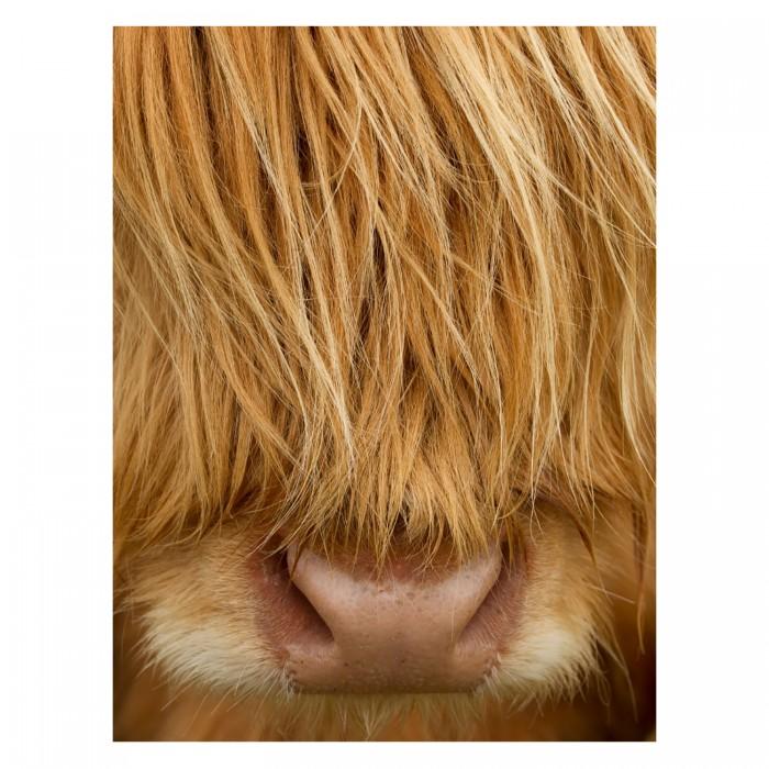 Peter Cairns Highland Cow Print