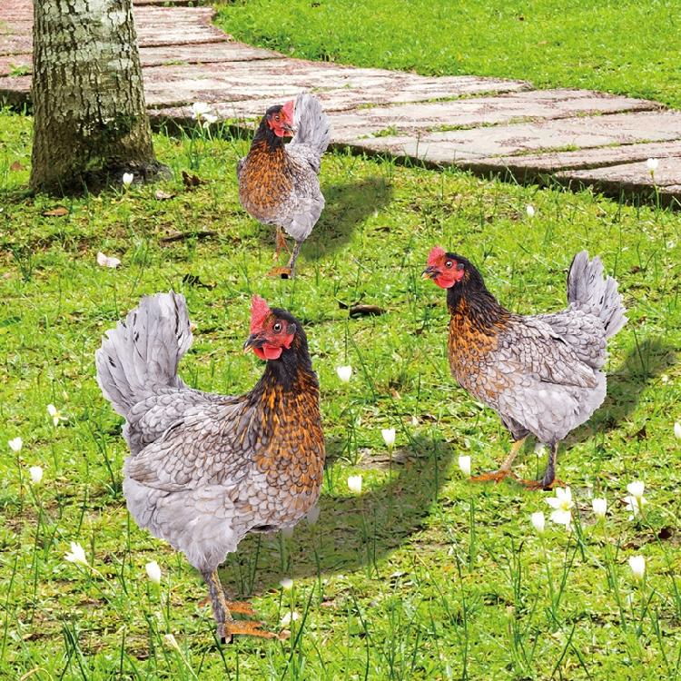 Chicken Garden Stakes Animal Stake Sculpture for Yard Outdoor Lawn Ornaments