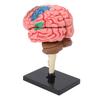 Brain Model Neuroanatomy Structure Teaching Tool Human Brain Anatomical Model with Base for Education Display