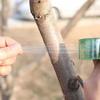 Obstbaum-Pfropffolien-Verpackung Stretchfolie Selbstklebende Bodenfolie Wasserdichte Setzlings-Pfropf-Bindeband