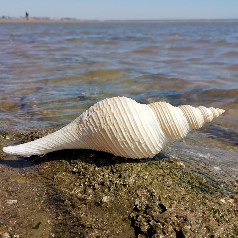 Large Conch Seashell Ornament for Wall Decor, Aquarium Aquascaping, and Sea Sound Collection