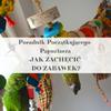 Parrotplanet Guide - How To Encourage a Parrot To Play with Toys - Beginner Parrot Keeper's Guide