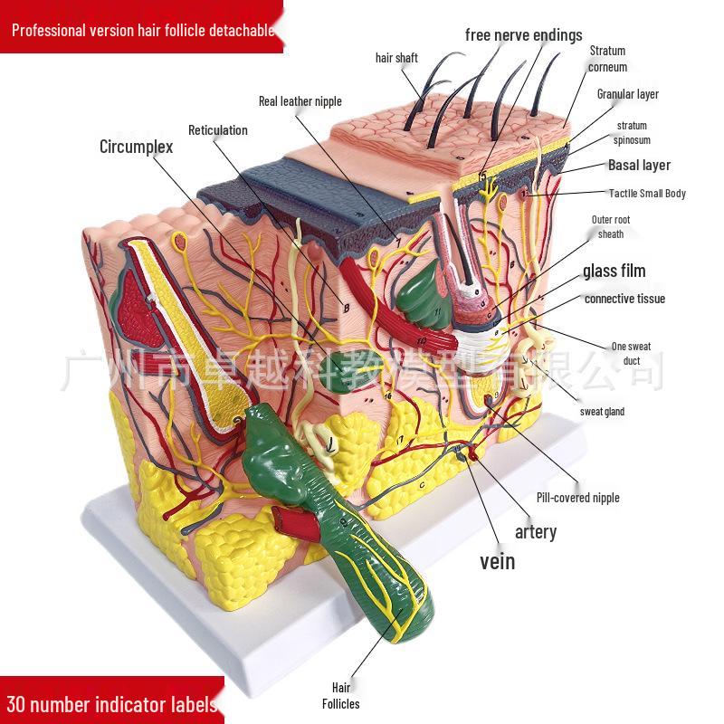 70x Magnification 3D Human Skin Tissue Anatomical Model for Medical and Aesthetic Study