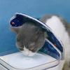 Popular Cat Collar Waterproof Lick proof Sterilized Pet Head Cover Folding Neck Ring Cat and Dog Collar