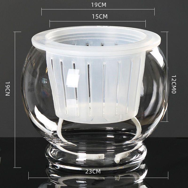 Hydroponic Glass Cylinder Vase for Pothos & Peace Lily - Transparent Water Culture Container with Free Shipping.