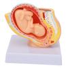Anatomisches Beckenmodell einer schwangeren Frau Abnehmbares Schwangerschaft 9 Monate Baby Fötusmodell für Lehrmittel