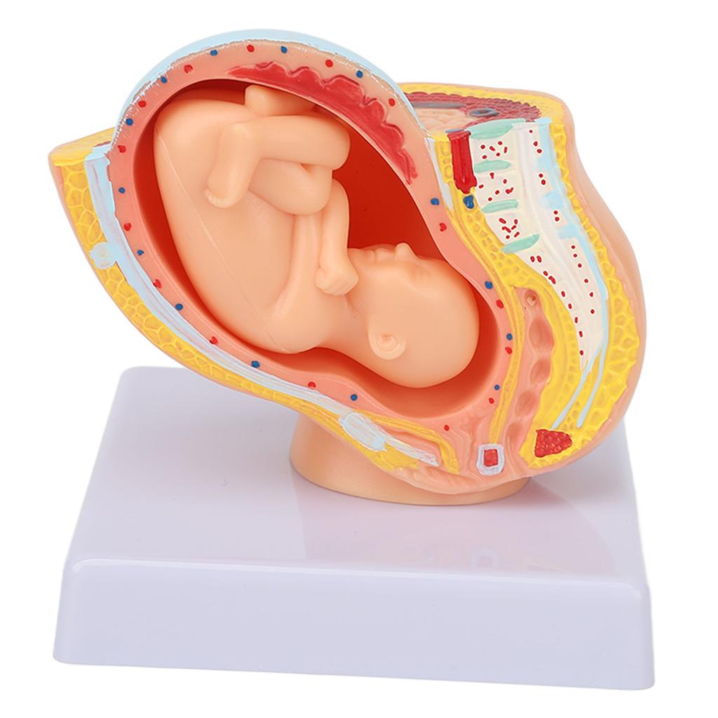 Pregnant Woman Anatomical Pelvis Model Removable Pregnancy 9 Months Baby Fetus Model for Teaching Aid