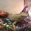 Waterproof Pet Hammock Comfortable Hammock Swing Toys Creative Reptile Mat  For Reptile Snake Climb