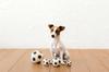 LANCO Dog LL Size Soccer Ball Toy, [Dadway Pet] [PTLA02302]