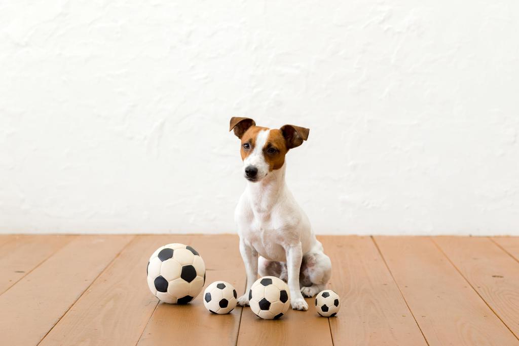 LANCO Dog LL Size Soccer Ball Toy, [Dadway Pet] [PTLA02302]
