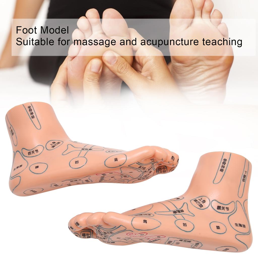 2 Stück 19cm / 7.5in Füße Akupunkturpunkt Modell Akupunktur Lehrmittel Zubehör Fußmodell
