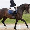 5mm Thick Sponge Resin Cotton Filled Horse Saddles Pad With Quilting For Pressure Distribution And Sweat Absorption
