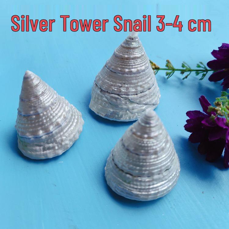 Conch Shells & Starfish for Hermit Crabs: Aquarium Decor & Drift Bottle Accessories