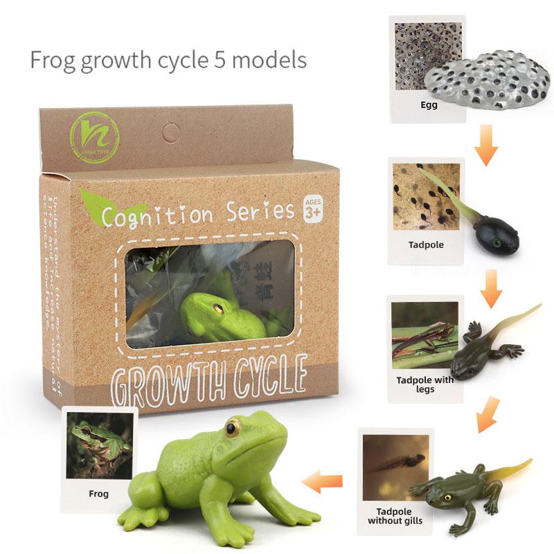 Toys Model Educational Simulated Animal Card Set Insect Plant Growth Cycle Cognitive Montessori Parish Home Open Learning Kids