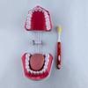 Dental Educational and Communication Model Set: Comprehensive, Removable, and Implant Restoration Models