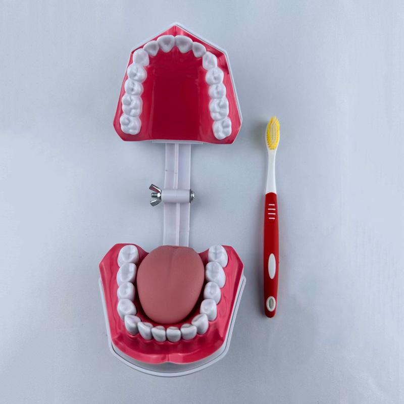 Dental Educational and Communication Model Set: Comprehensive, Removable, and Implant Restoration Models