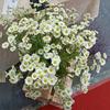 Outdoor Office Table Fake Flowers Garden Crafts Wedding Decoration Daisy Flowers Artificial Flowers