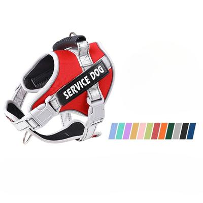 Köpek – Köpek Tasmaları ve Tasma Kayışları