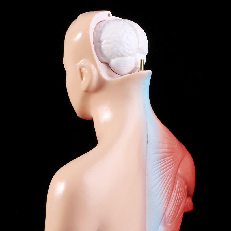 Lidské Torzo Tělo Anatomie Anatomické Lékařské Vnitřní Orgány Pro Výuku