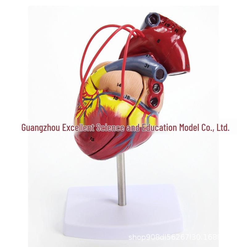 Detachable Human Heart Model for Teaching and Demonstration