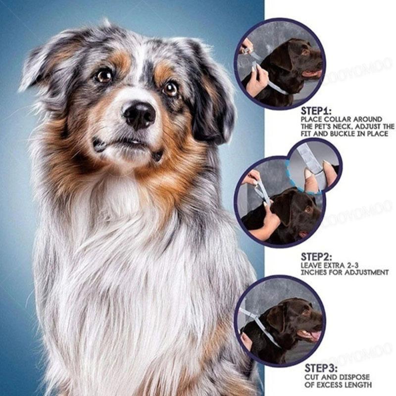 Nouvelles Sorties Collier Chat Chien 39/63CM, Protection Animale 8 Mois, Collier Auto-Ajustable Pour Chiot Chaton Accessoires Grand Chien