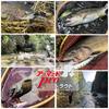 DUEL PE Line Armored Pro Trout 150m Orange Fishing H4113 0.2 F+ 0.2 Trout/Tube