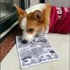 Pet Dog Sound ToyPaper Newspaper Simulation Boredom Relief ToolGrindable Teeth Corgi Interaction