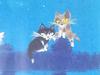 [USED] Akio Watanabe "Together Anytime, Anywhere" 665/800 Diamond Screening