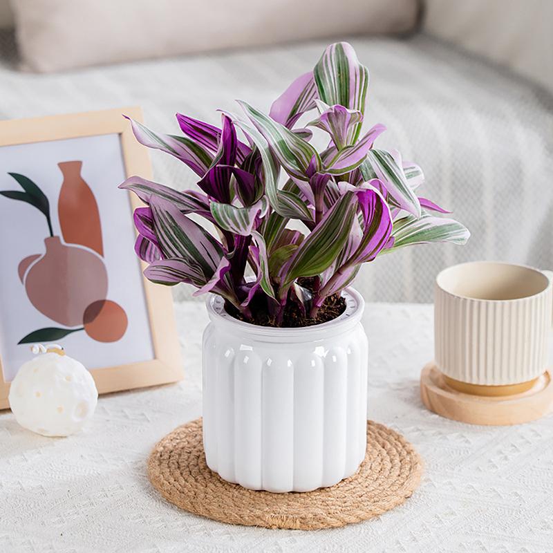 Runde selbstbewässernde Blumentöpfe, Hydrokultur-Blumentopf, Vase, selbstabsorbierender Wasserpflanzer für Zuhause, Bonsai, Tischdekoration für den Innenbereich