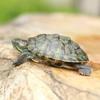 Zlatopruhá želva: Okrasný brazilský mazlíček pro venkovní jezírka