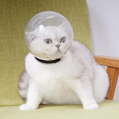 Katter – Kattkläder