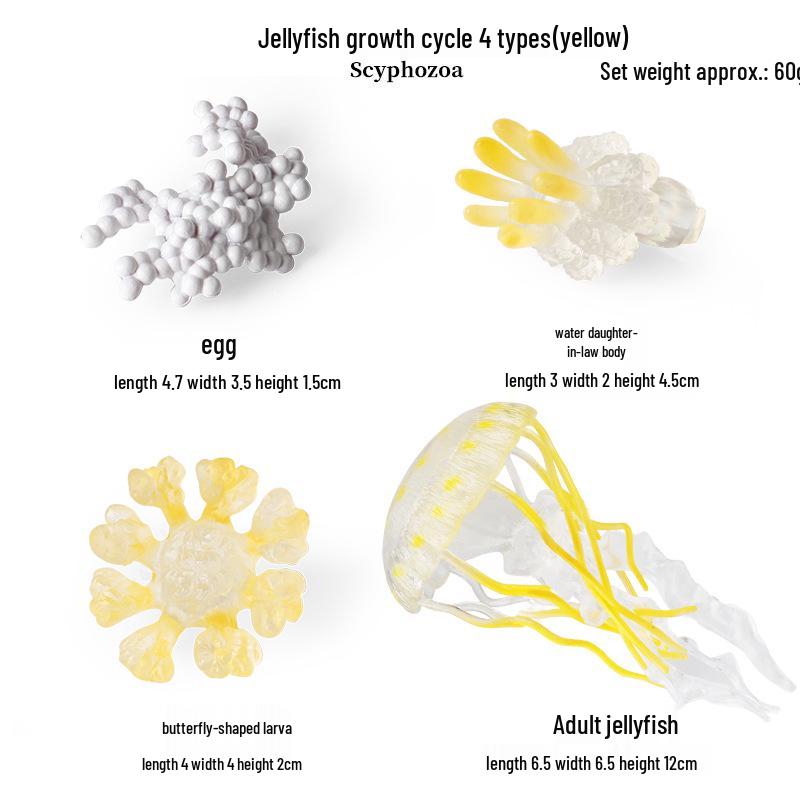 Pediatric Learning Model: Plastic Animal Growth Cycles - Frog, Butterfly, Rooster, Sea Turtle, Chinese Horseshoe Crab