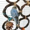 Parrot Rings, Bird Apple Branches, Hand-woven Rings, Bird Swing Toys, Pet Parrot Cage Gnawing Supplies