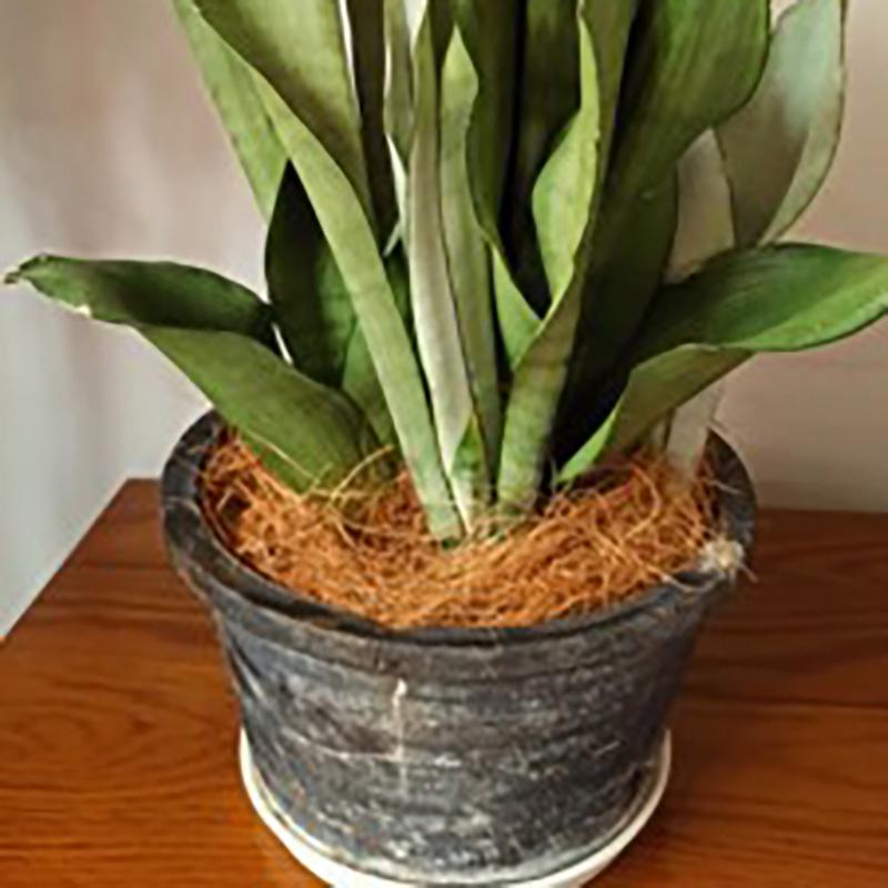 50g Coconut Palm Silk Coconut Shell Silk Greening Covering Potted Coconut Silk Paving Decorative Bird's Nest Bedding Breathable Grass Silk