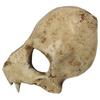Skull Wolf Mask Horror Prop With Resin Construction For Cosplay And Themed Celebrations