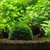 DIY Aquarium Fish Tank Media Moss Ball Filter Decor for Live Plant Fish Aquatic Decorations Pet Fish Supplies