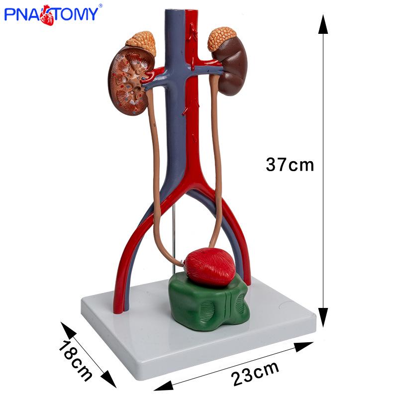 3D Genitourinary System Model: Kidney, Bladder