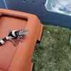 Simulation Frog Tortoise Mat Green Artificial Grass Mat Reptile Carpet  Reptile Box Decorate