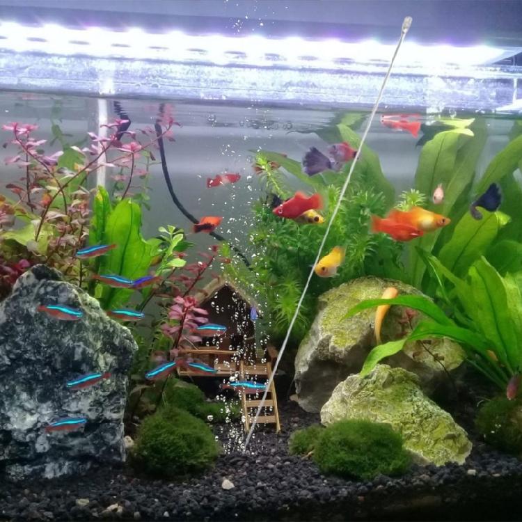10lots Fish Tanks Nutrient Dispensers Aquariums Feeding Tube Durability Equipment for Consistent Plant Feeding