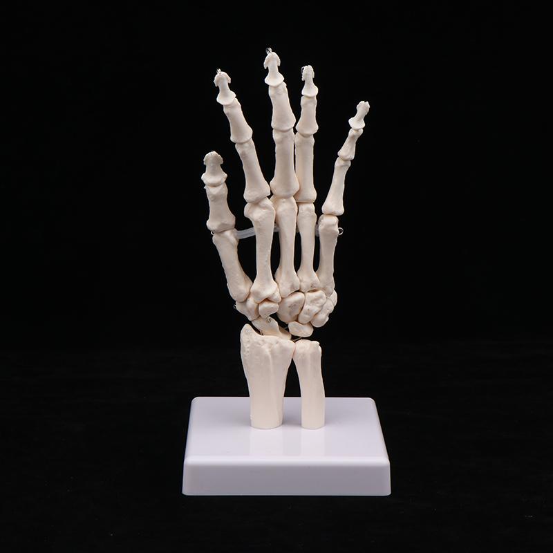 

Анатомическая модель скелета кисти и стопы, показывающая локтевую и лучевую кости, изображает естественное движение кисти и стопы человека. hand