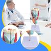 Human Larynx Model Teaching Tool 2x Enlarged Intuitive Educational Display for Research School