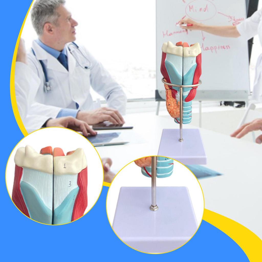 Human Larynx Model Teaching Tool 2x Enlarged Intuitive Educational Display for Research School