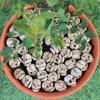 20 Pcs Smiling Skull Miniatures Resin Decor Skull Ornaments for Skull Figurines Planter Home Garden