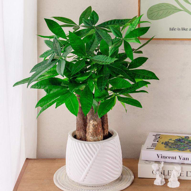 1 Pc Mini Self Watering Flower Pot Fish Tank Transparent Plastic Plant Pots Self Watering Planter Pot Vase For Home Decoration