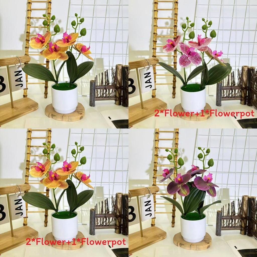 Butterfly Orchid Decorative Plant With 3d Film In Multiple Colors For Home And Event Decoration