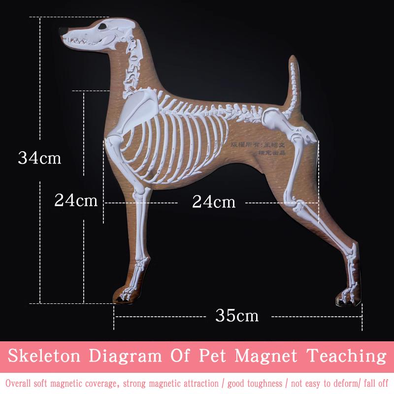 Pet Magnet Skeleton Picture Teaching Dog Magnetic Skeleton Wall Picture by Pet Beautician School 1